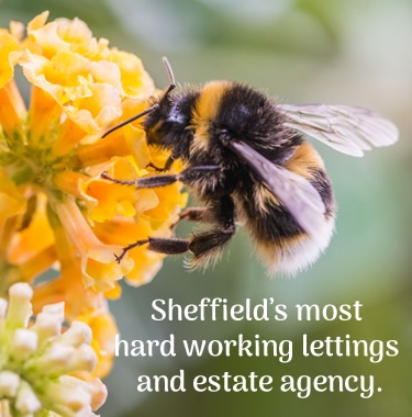 Sheffield's most hard working lettings and estate agency